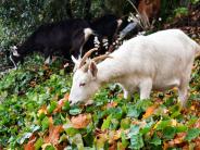 A goat eats English Ivy along hillside in St. Helens. 