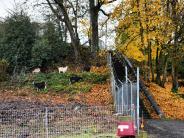 Goats clearing basalt hillside on St. Helens riverfront. 