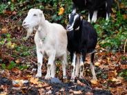 Two goats on St. Helens basalt hillside. 