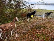 Goats behind fence with Columbia River in background. 