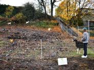 Goats on St. Helens hillside with Mayor Scholl at bottom of hill. 