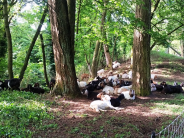 Goat herd behind fence in Godfrey Park