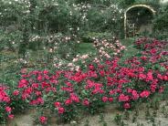 Vintage colored slide of rose bushes in bloom in garden