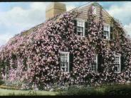 Vintage colored slide of stone house covered in vines with blooming pink flowers 