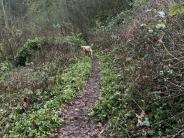 Trail - Columbia Botanical Garden 4
