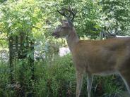 picture of 3 young buck deer just outside our office window foragaing on our tomato plants