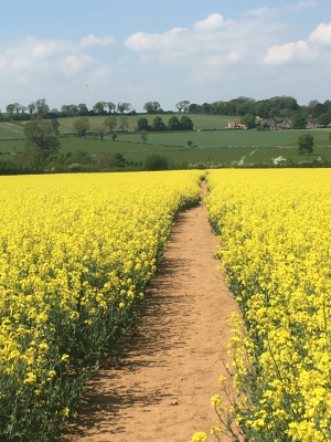 A picture of a dirt path in between grasses of Cotswold, England