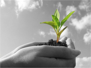 Image of hands holding a green plant