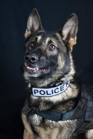 St. Helens K-9 Ryder 