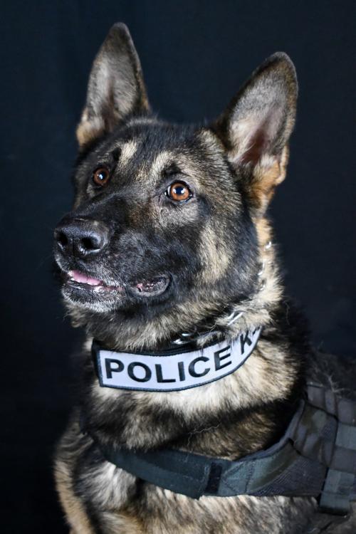 Theft Suspect Arrested After Fleeing St. Helens Store Wielding a Knife